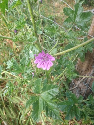 photo of Common Mallow