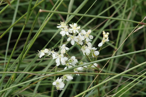 photo of Dropwort