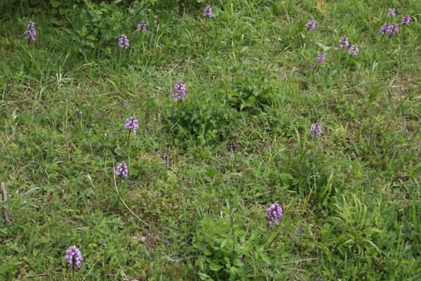 photo of Military Orchid