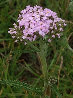 photo of Yarrow