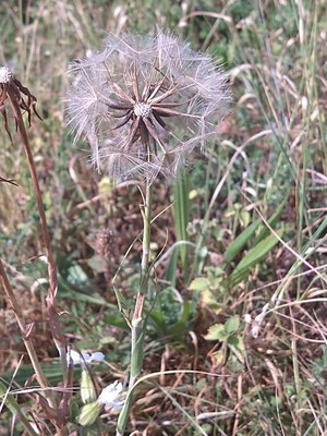 photo of Goat's Beard