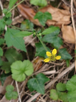 photo of Wood Avens