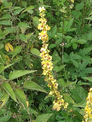 photo of Dark Mullein