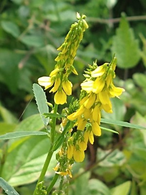 photo of Ribbed Melilot