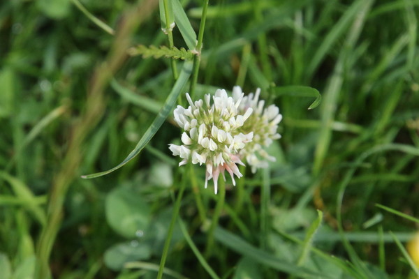photo of White Clover