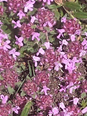 photo of Mother Of Thyme