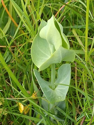 photo of Yellow Wort