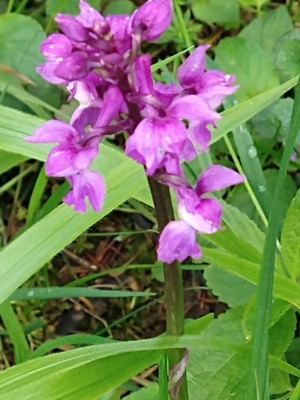 photo of Early Purple Orchid