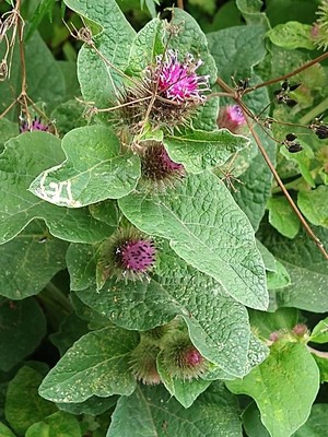 photo of Lesser Burdock