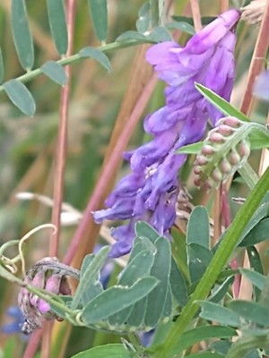 photo of Fodder Vetch