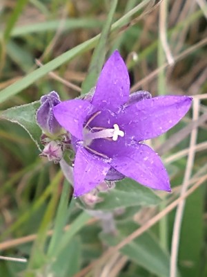 photo of Clustered Bellfower