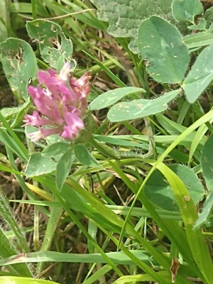 photo of Red Clover