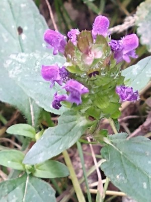 photo of Selfheal