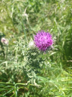 photo of Spear Thistle