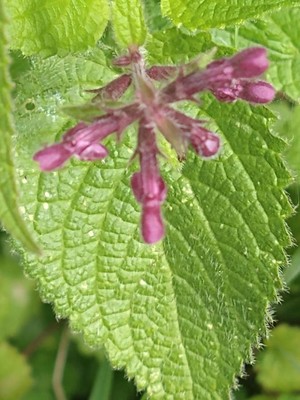 photo of Hedge Woundwort