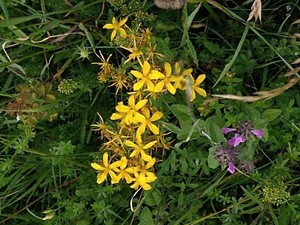 photo of Perforate St. John's Wort