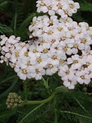 photo of Yarrow