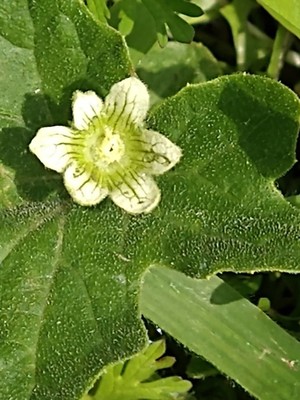 photo of White Bryony