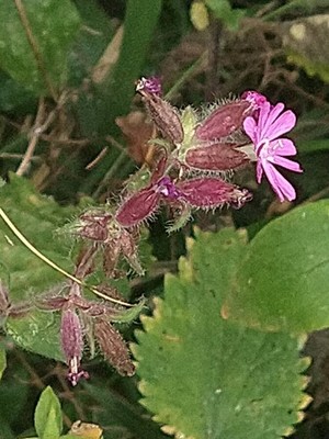 photo of Red Campion
