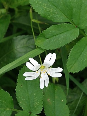 photo of Greater Stitchwort