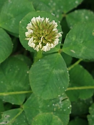 photo of White Clover