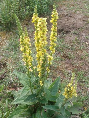 photo of Dark Mullein