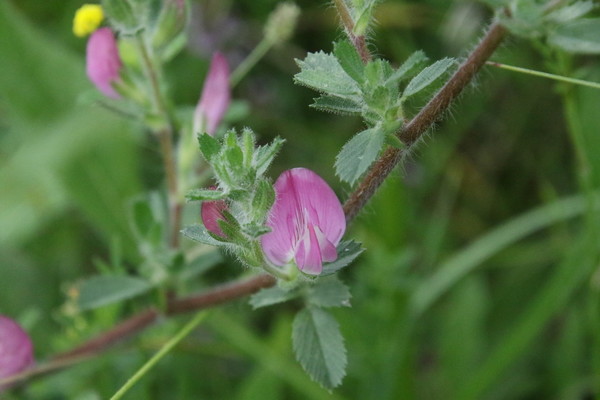 photo of Spiny Restharrow