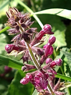 photo of Hedge Woundwort