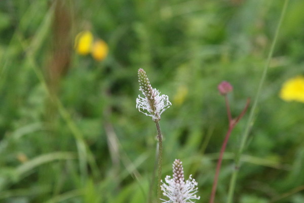 photo of Hoary Plantain