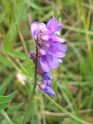photo of Fodder Vetch