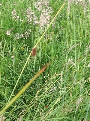 photo of Compact Rush