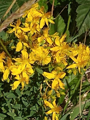 photo of Perforate St. John's Wort
