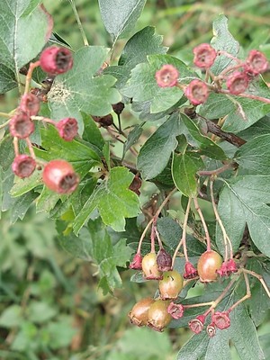 photo of Hawthorn