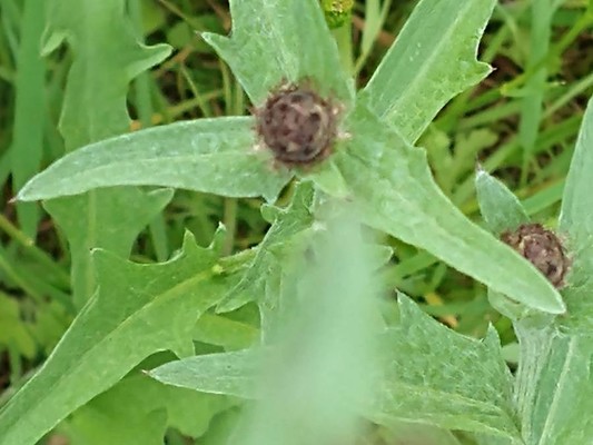 photo of Common Knapweed
