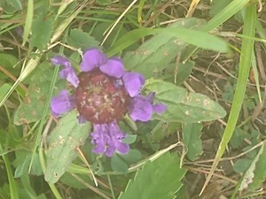 photo of Selfheal