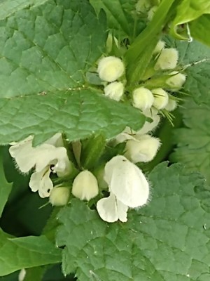 photo of White Dead Nettle