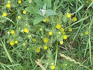 photo of Pineappleweed