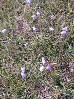 photo of Harebell