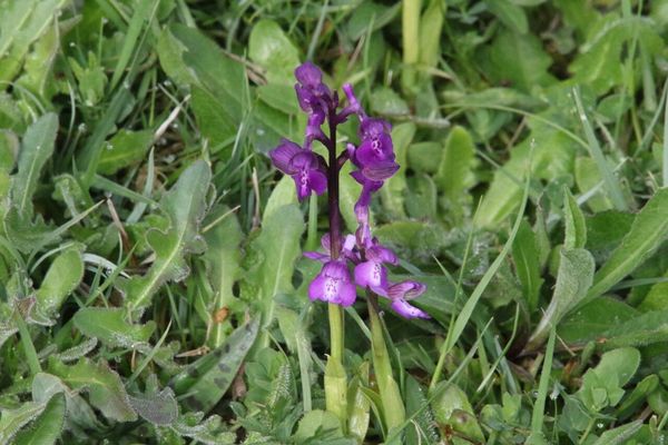 photo of Green Winged Orchid