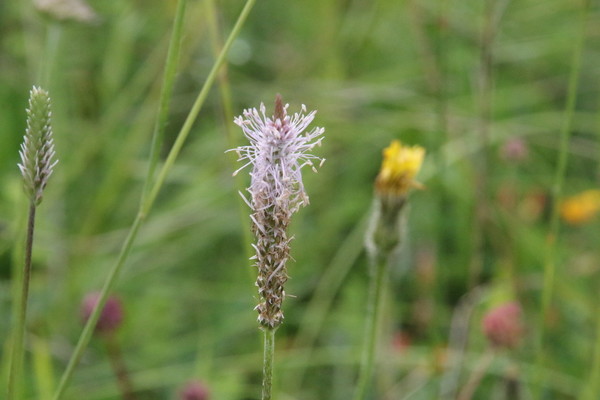 photo of Hoary Plantain