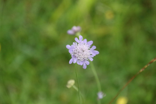 photo of Small Scabious