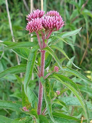 photo of Hemp Agrimony