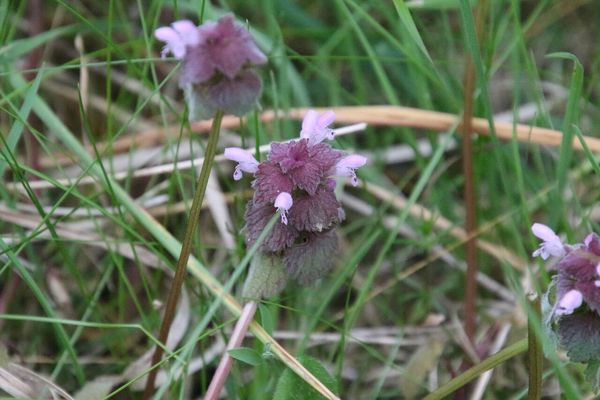 photo of Red Dead Nettle