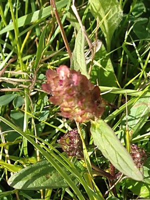 photo of Selfheal