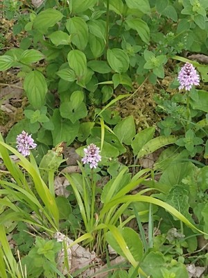 photo of Common Spotted Orchid