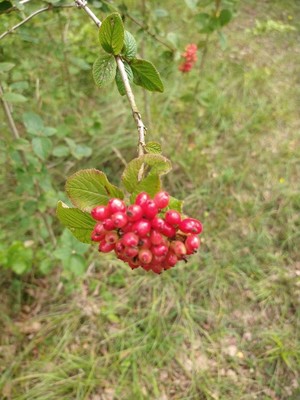 photo of Wayfaring Tree