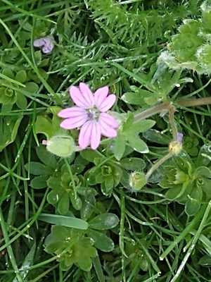 photo of Dove's Foot Crane's Bill