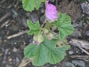 photo of Common Mallow