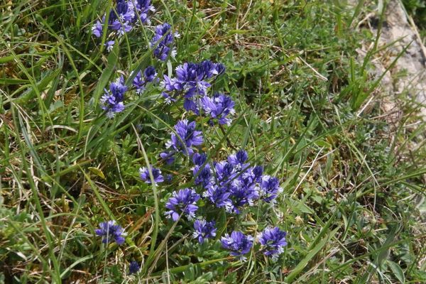 photo of Chalk Milkwort