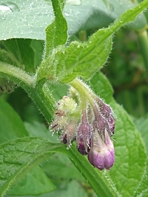 photo of Common Comfrey
